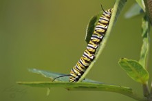 Monarch Muncher 1 - Monarch caterpillar on Milkweed