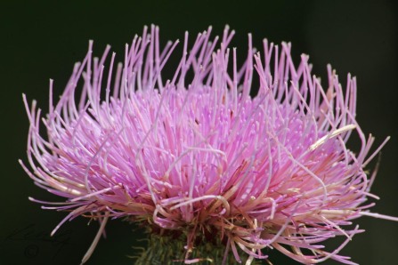 Pretty in Pink - Tall Thistle