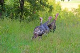 Trotters - Wild Turkeys