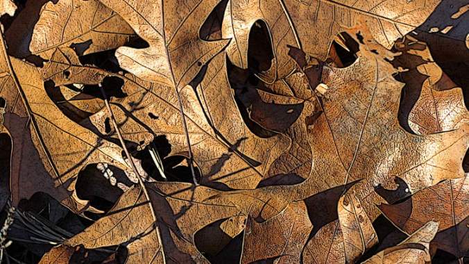 dry oak leaf.jpg